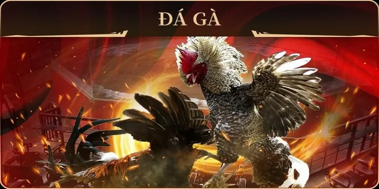 Chinh Phục Đá Gà GA28 Tại Xin88 Với Bí Kíp Bất Bại Từ Cao Thủ