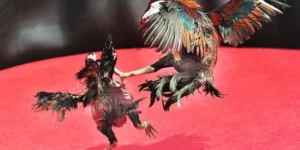 Bật Mí Cách Chơi Đá Gà Sabong Tại Xin88 Thắng Lớn Mỗi Ngày