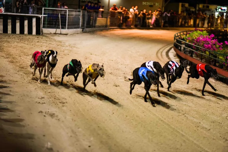 Cách Chơi Đua Chó Tại Xin88 Thắng Đậm Mỗi Ngày